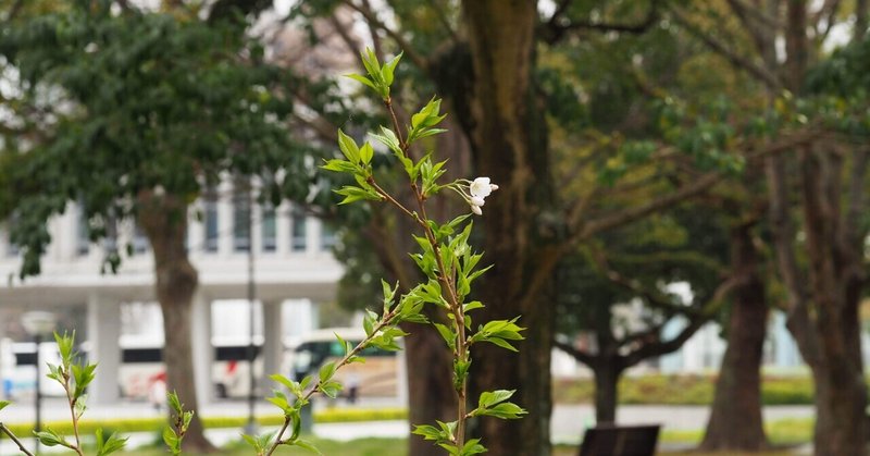 G7サミットの桜｜平和公園からの春便り｜写真日記