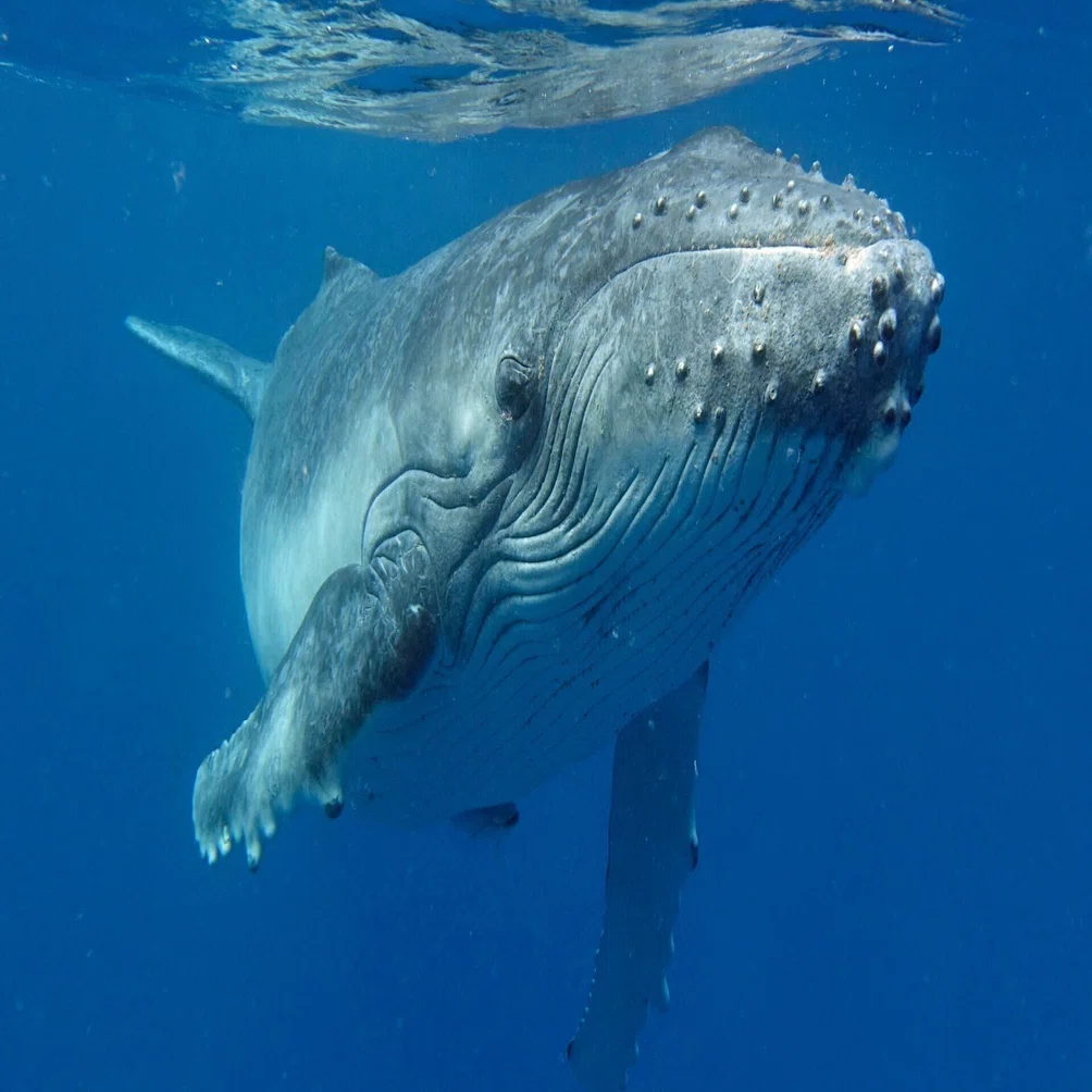 クジラの歌声が明かす驚きの日周移動 ―マウイ島沖で発見された新たな