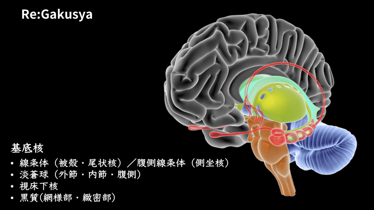 基底核のMRI画像読影｜サギョウ先生