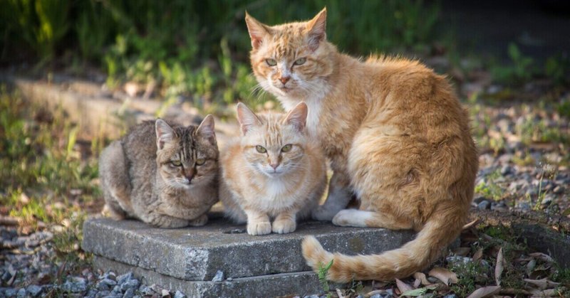 猫の未不妊手術と多頭飼育崩壊について