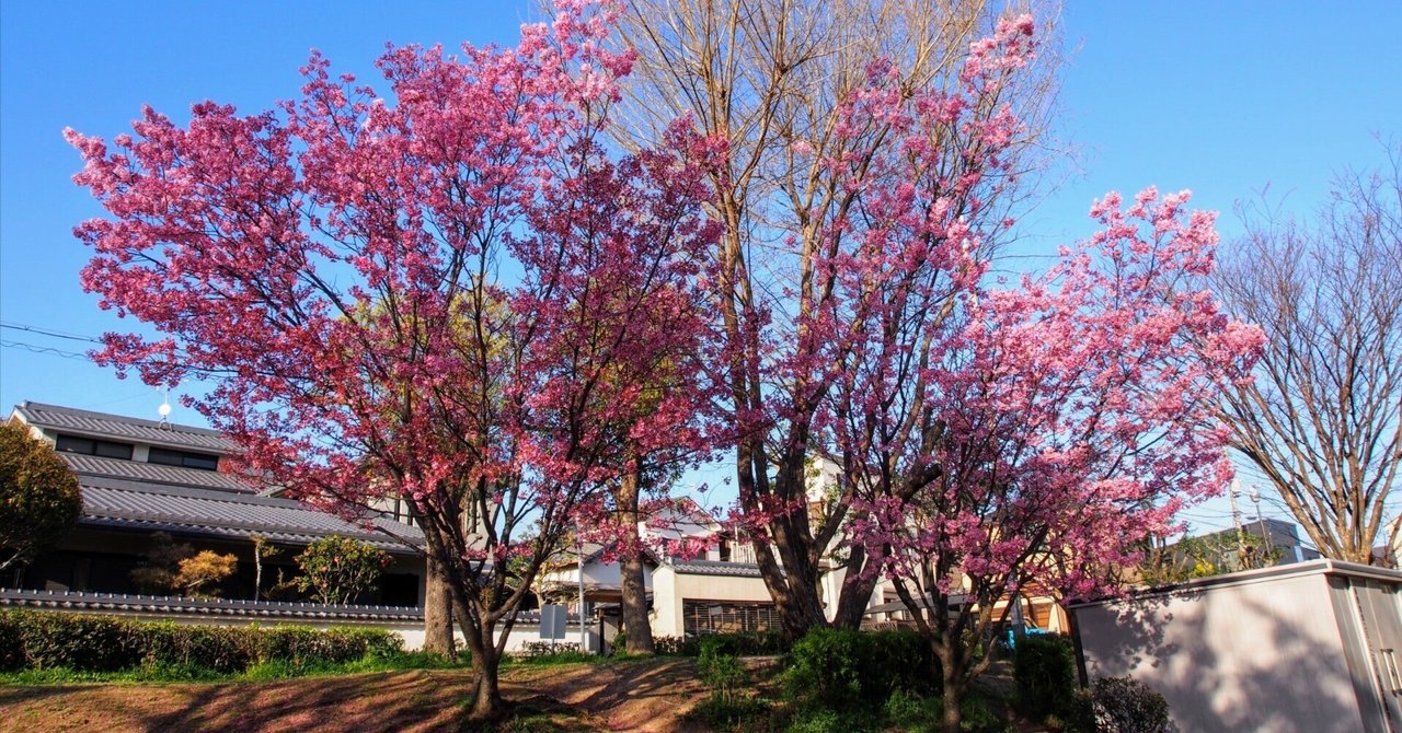 池田市 渋谷公園2024年4月1日【陽光桜】｜レタス