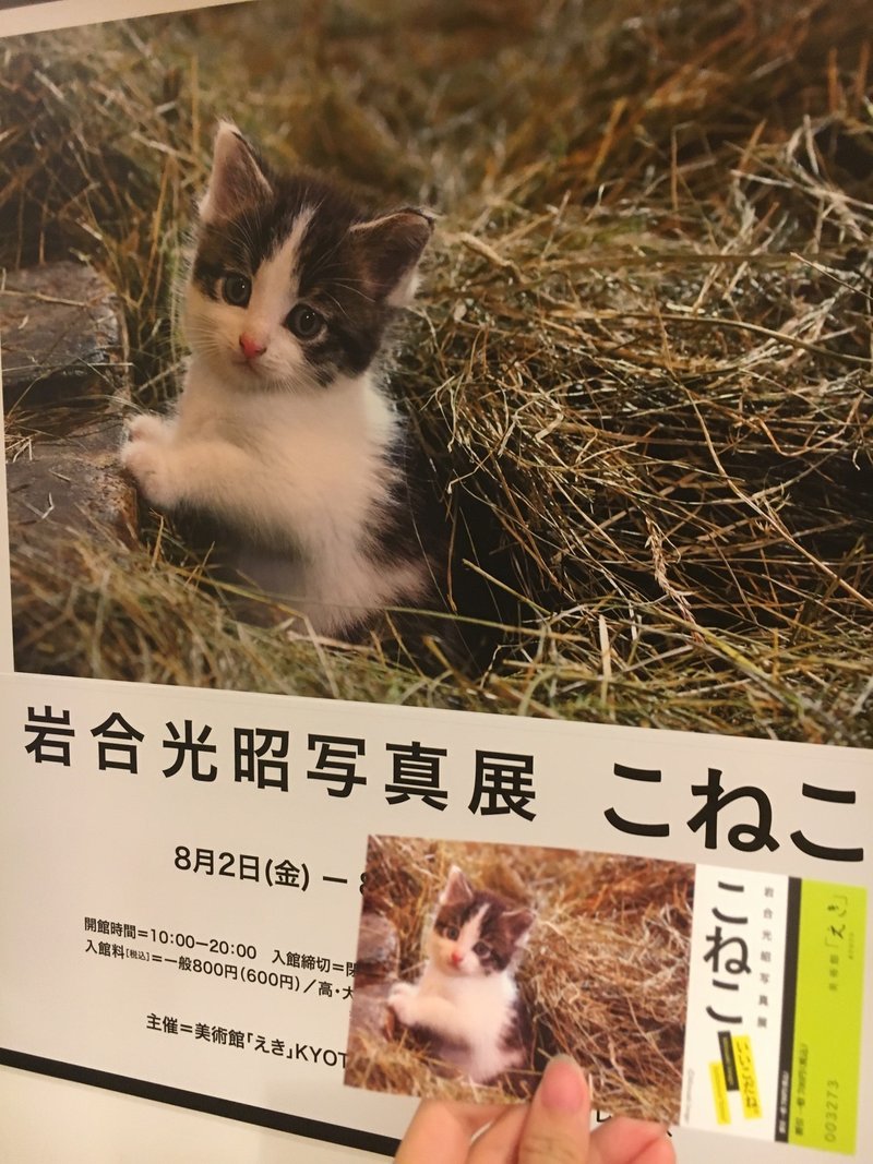可愛いは正義 には違和感があるけど こねこは可愛い は正義である ありふれたolちゃん Note 可愛いは正義 には違和感があるけど こねこは可愛い は正義である ありふれたolちゃん Note