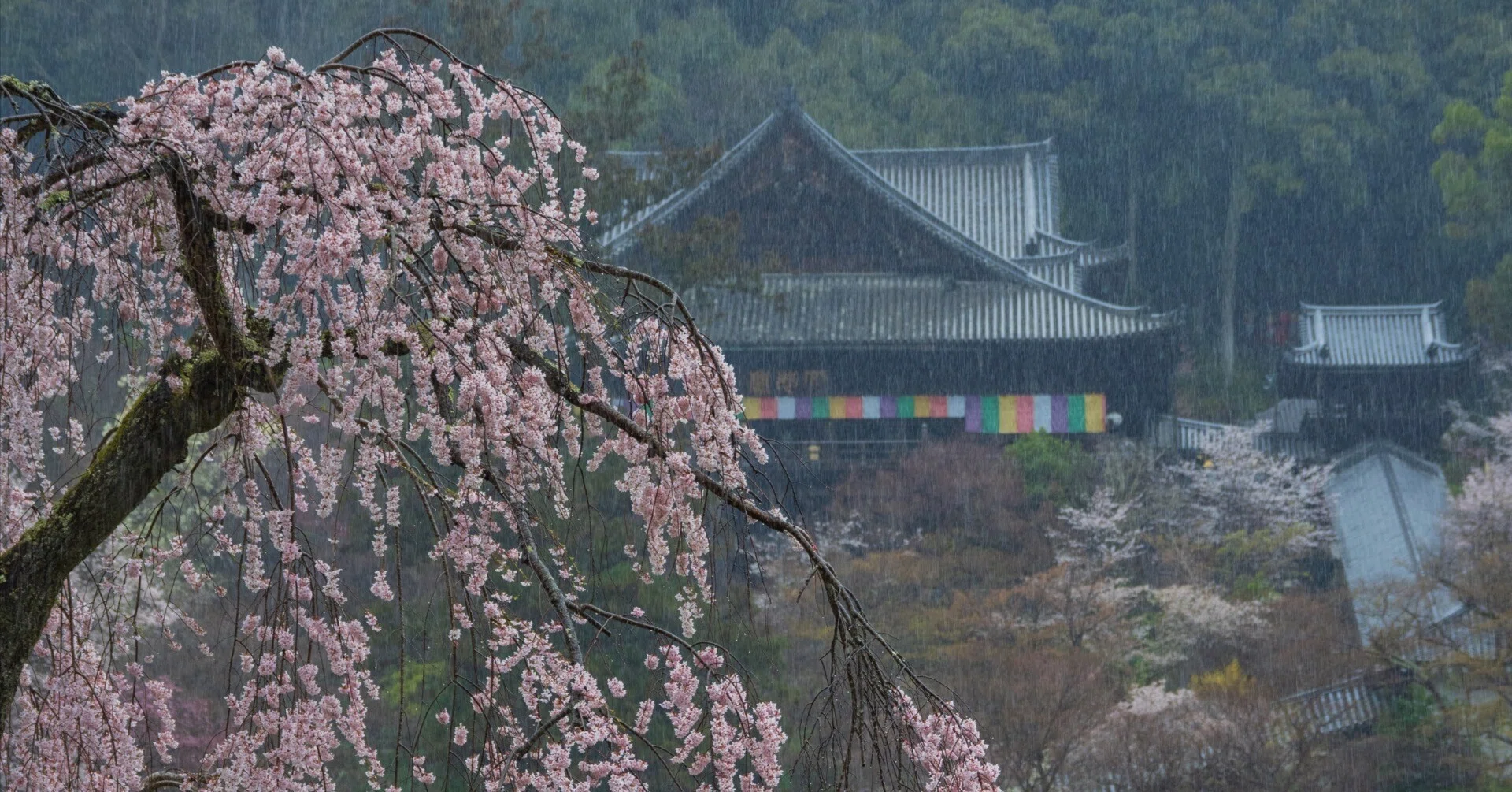 総本山長谷寺 雨と桜｜KATSUMI