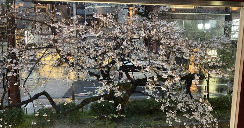 高瀬川の桜を見ながらHUBでギネスを【京都移民日記】