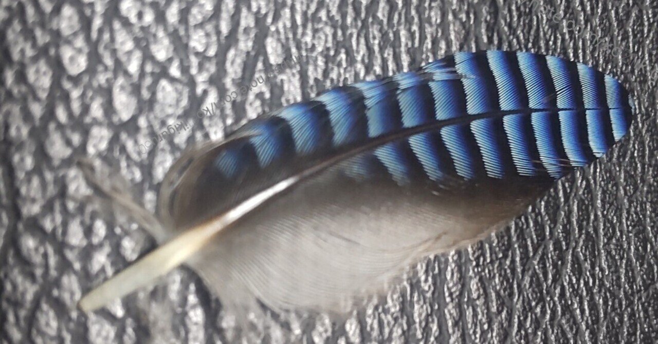 私の羽根コレクション3選｜いきものぐるり