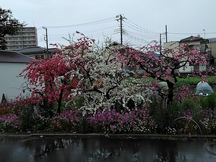 以前お話した近所の畑の梅、見事な色違い三姉妹がやっとこさっとこ咲きました。４月まで梅が咲かないなんてなあ‪('ω')今年は寒かったんですなあ。雨の地面に照り映えてこれもなかなか趣きですね。