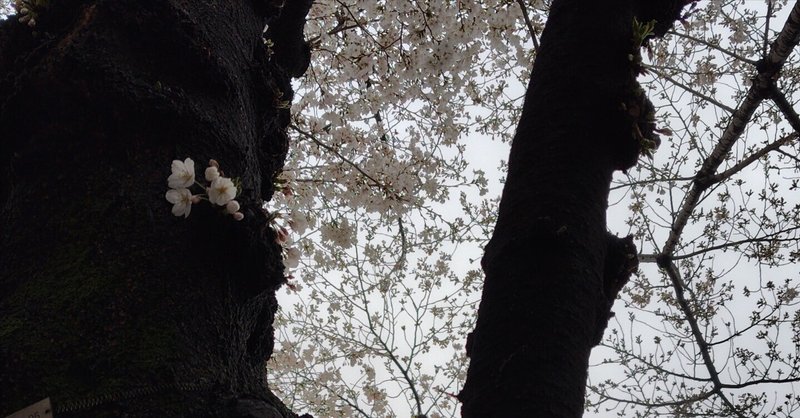 観察中の桜の木2024年4月4日