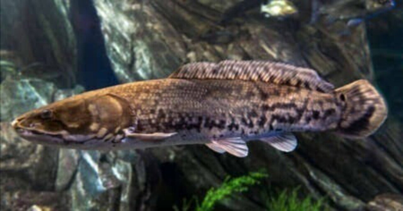 生きた化石アミア・カルヴァ！｜WAGNAS-都内アドベンチャーサークル-