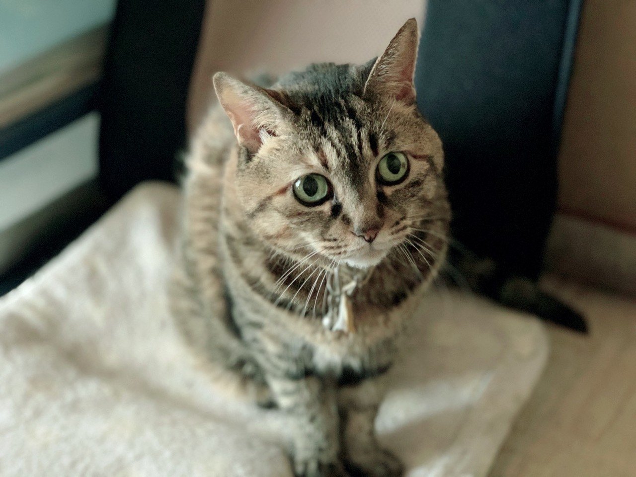 実家の猫が可愛すぎるって自慢されたけどほんとに可愛いからnoteにも載せてみた オルタナティブ Note 実家の猫が可愛すぎるって自慢されたけどほんとに可愛いからnoteにも載せてみた オルタナティブ Note