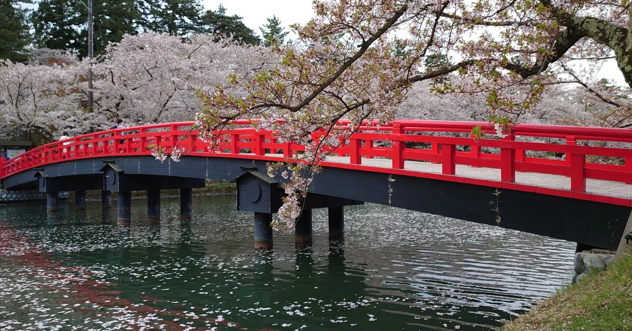 弘前公園春陽橋の桜 in HUTOGRAPHER25｜人見遊海（Hitomi Yukai）