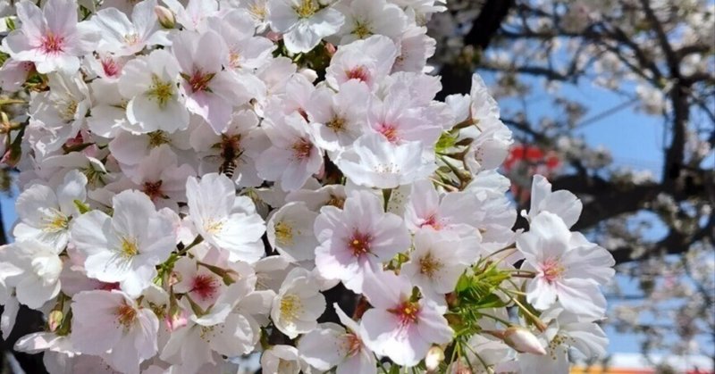 新川桜祭り（栃木県宇都宮市）