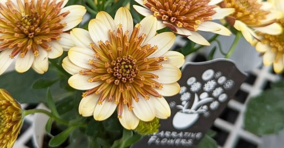 入荷情報（花苗・花鉢編）2024.3.29 ～｜グリーンセンター芳樹園