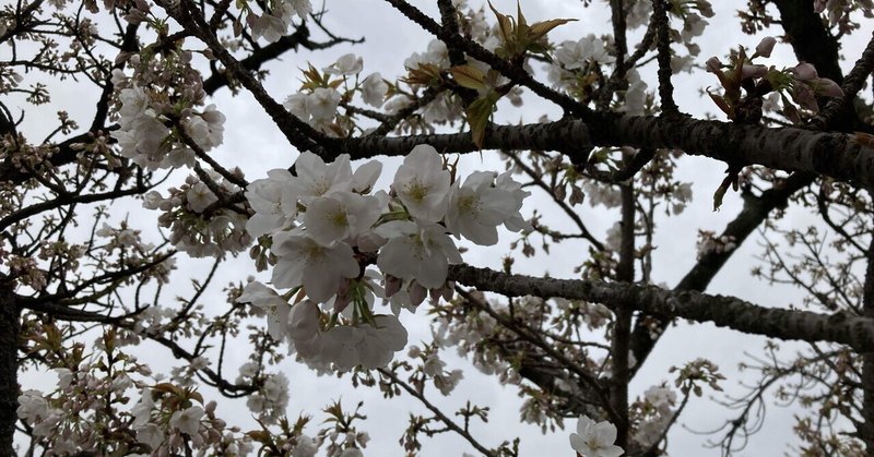 お花見♪