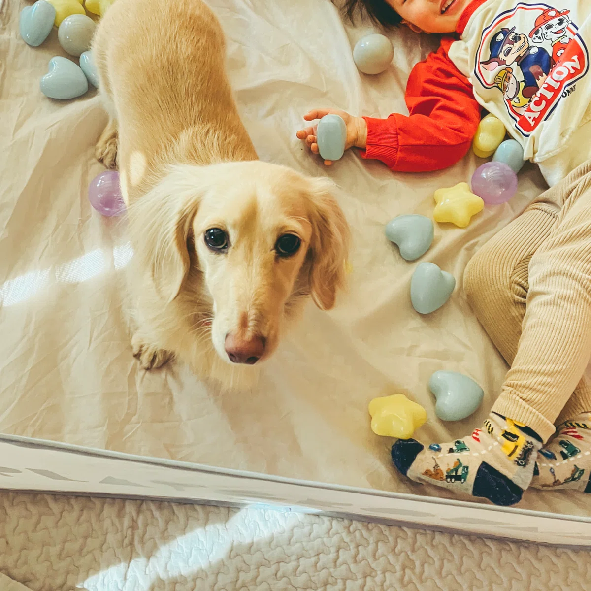 #Memories with my beloved dog ① | Petetote Relay Note｜合同会社ペテトテ