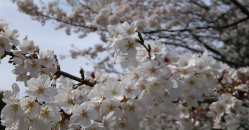 満開の桜と乙女椿🌸