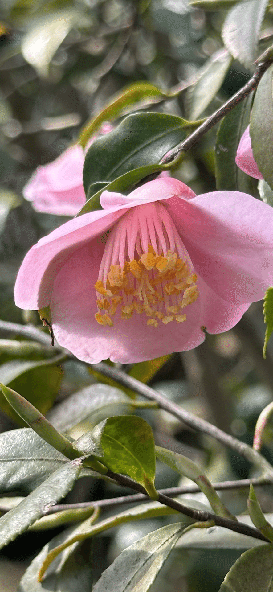 ☆椿☆プロフィール必読✩.*様 リクエスト 8点 まとめ商品 椿 (@tsubaki_lab08) / Posts / X