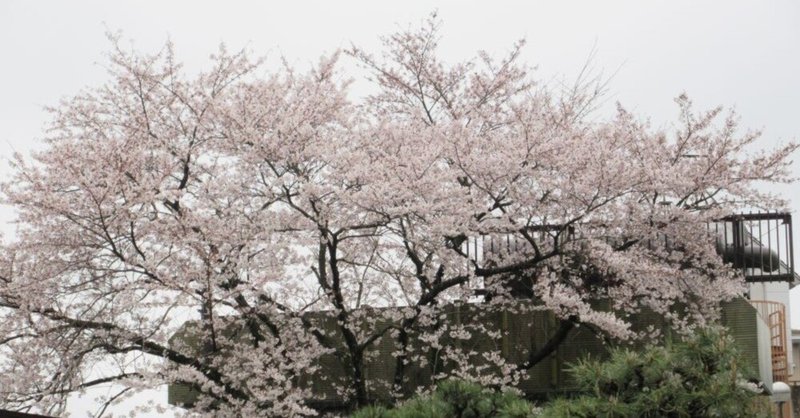 あさぎり荘の中庭の桜