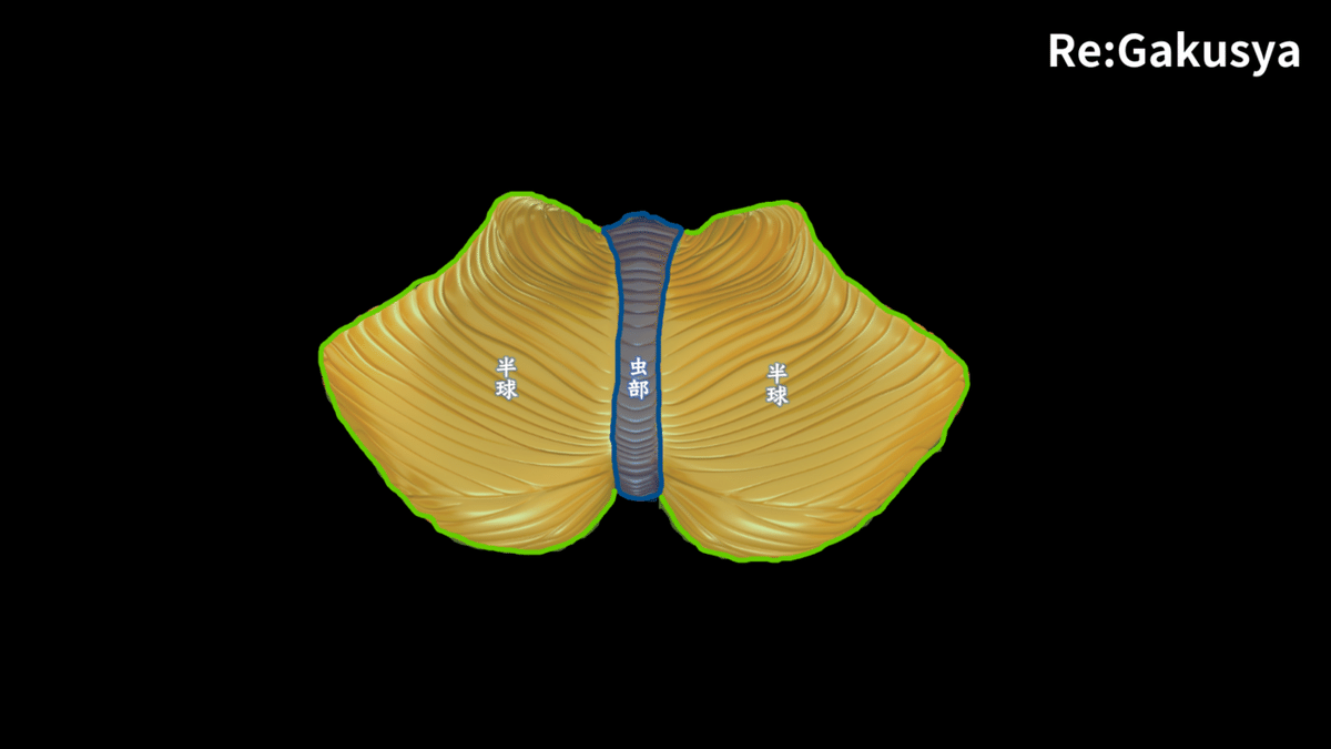 Visual Anatomy 視覚解剖学