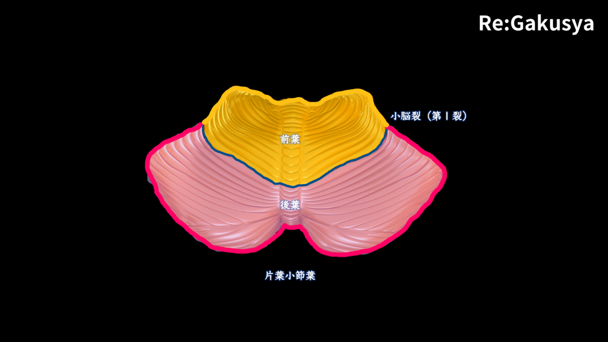 小脳のMRI画像読影｜サギョウ先生