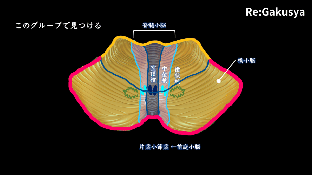 脳解剖学(萬万甫) 脳解剖学 | 萬年 甫, 原 一之 |本 | 通販 | Amazon
