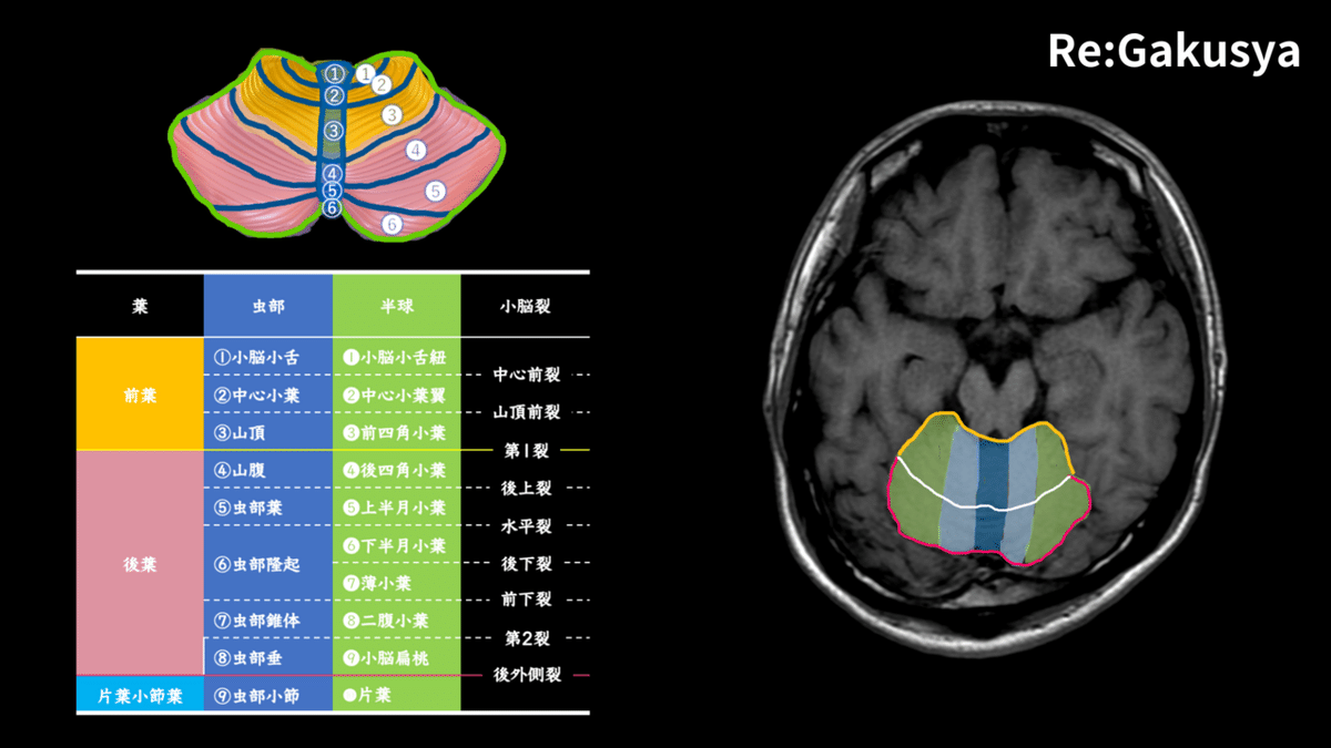 脳解剖学(萬万甫) 脳脊髄血管 発生から機能解剖、病態まで ニッチ脳神経脈管