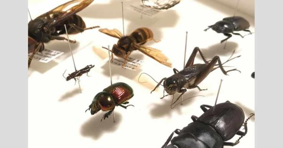 夏休み自由研究 宿題 工作 虫 セミ 準備2 1908 予祝オヤジ 夢への大作戦 Note
