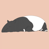 malayan_tapir