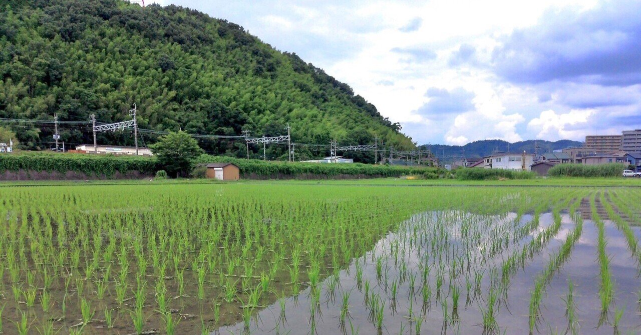 田舎 田舎の夏☀️ * * Data ：2025.6 Location：Kochi Japan（高知県本山町