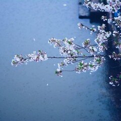 4月の雨（Piano solo）-Rain brings spring.-