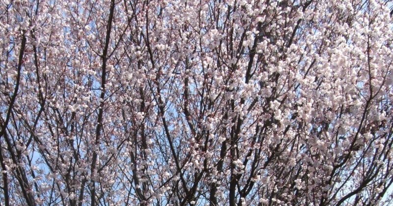 桜は死の香り