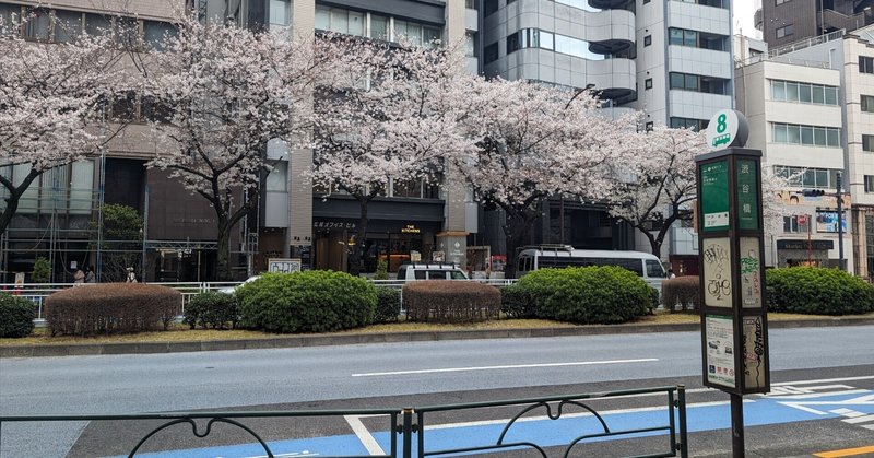 歩いて1分。桜満開渋谷橋。【恵比寿村ご近所散歩#9】　