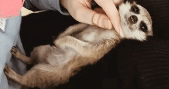 当店のミーアキャット紹介 だっちょちゃん｜みーあおじさん