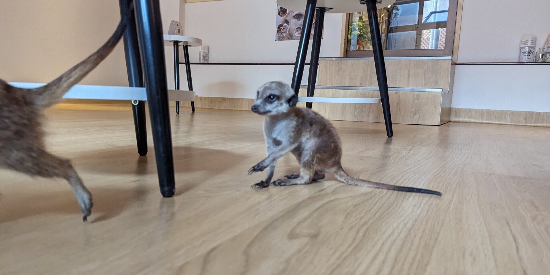 ミーアキャットの生態について｜みーあおじさん｜note