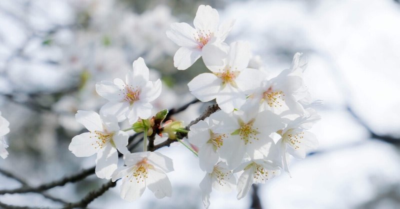 母からの”桜のお便り”が教えてくれた幸せの在り処