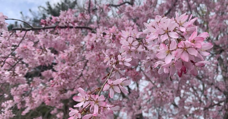 4月5日　とはいえ京都の桜はまだ