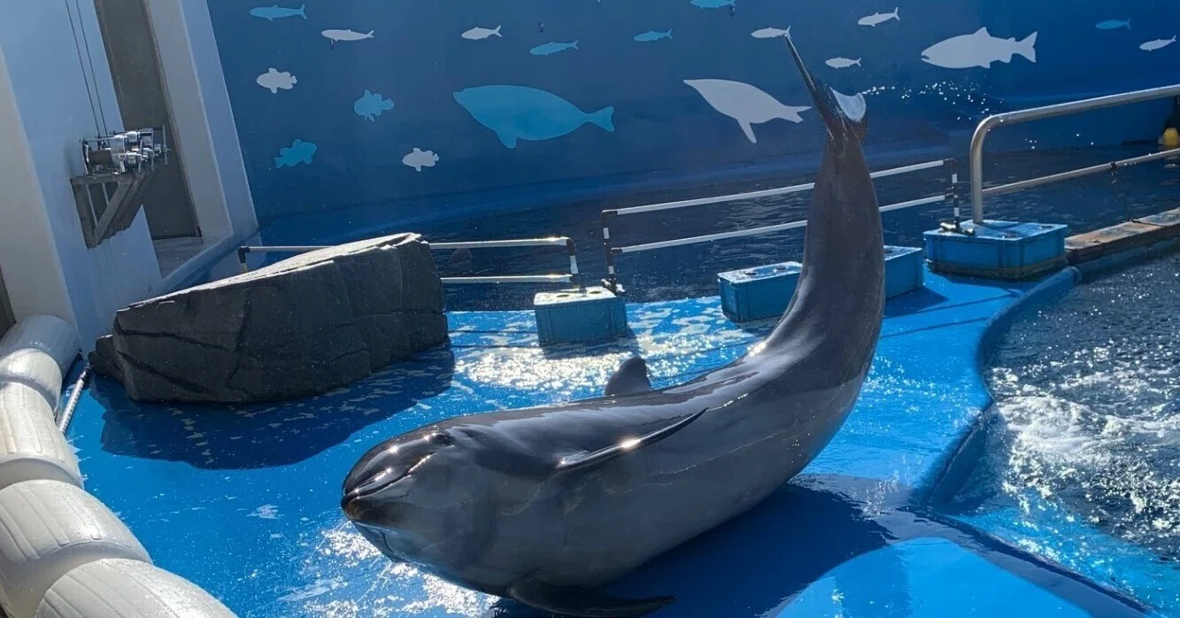 イルカのひれ｜仙台うみの杜水族館