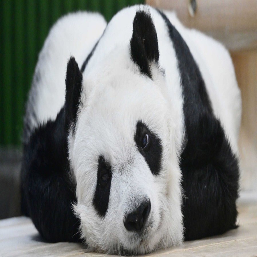 タンタン、天国へ 闘病3年「ありがとう」の声やまず｜神戸新聞公式