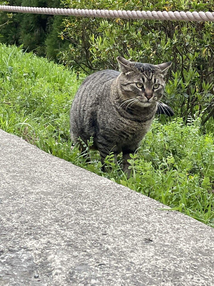 京都若王子神社界隈の猫様達。今年は、春かと思うと雪が降ったり、初夏のような日の次の日はまた冬、と気候が定まらない。昨年秋から、私は、NYでの合唱フェスティバルのための練習もあったので京都に行けておらず、時々、猫達はどうしているかと思うが、無事のよう。外で暮らす猫は、面構えがハッキリと違う。