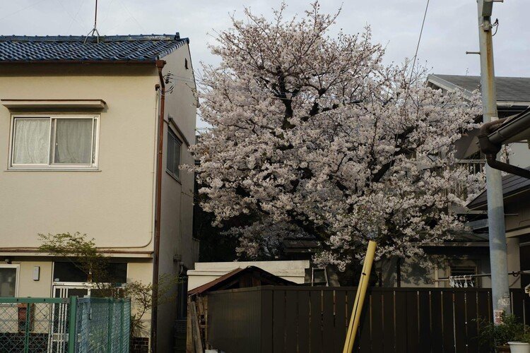 ご近所のノジマさん家の桜。我が家の開花予想は、これがバロメーターである。
