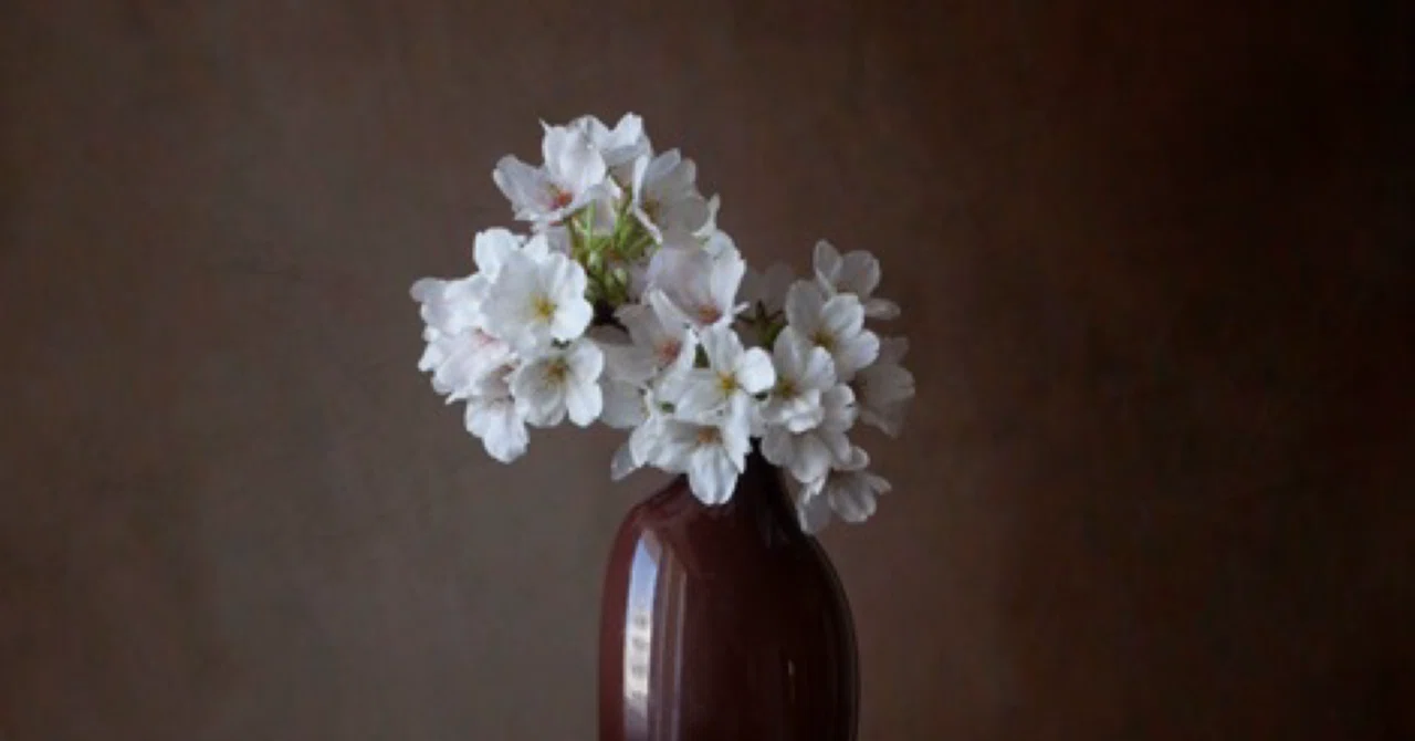 Sakura / 桜の花よ|TERURi