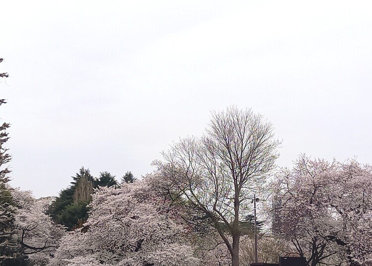 新宿御苑を散歩しました。大きな桜がたくさん咲き誇る景色は見事でした。