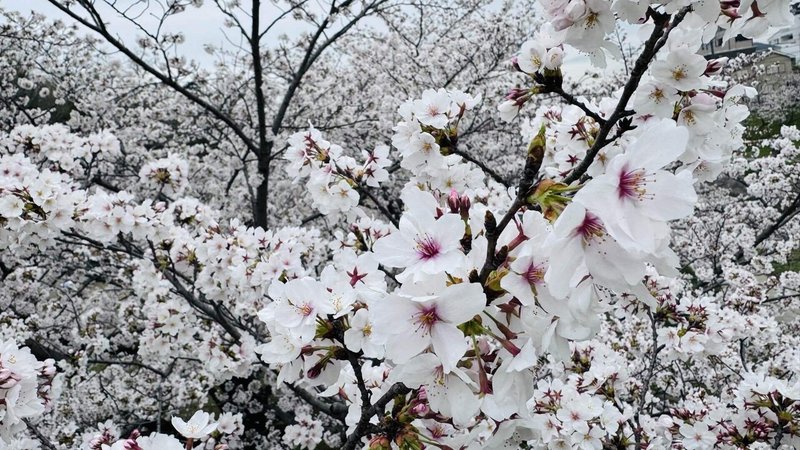 岡崎市の桜