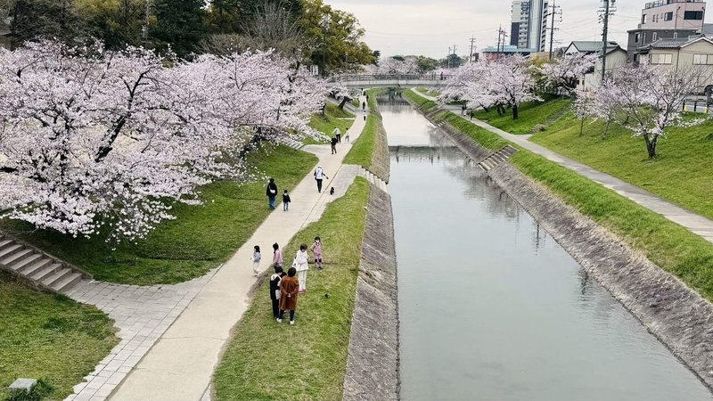 伊賀川と桜