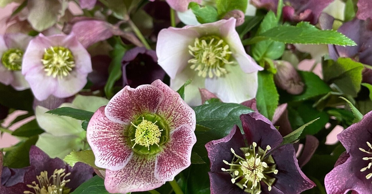 クリスマスローズの花…全部切ったんだよ!|暮らしの花研究家 クリスマスローズの花…全部切ったんだよ!|暮らしの花研究家