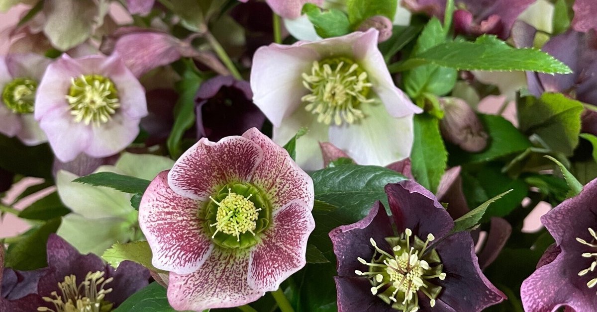 【期間限定送料無料】 クリスマスローズの花…全部切ったんだよ！｜暮らしの花研究家 花