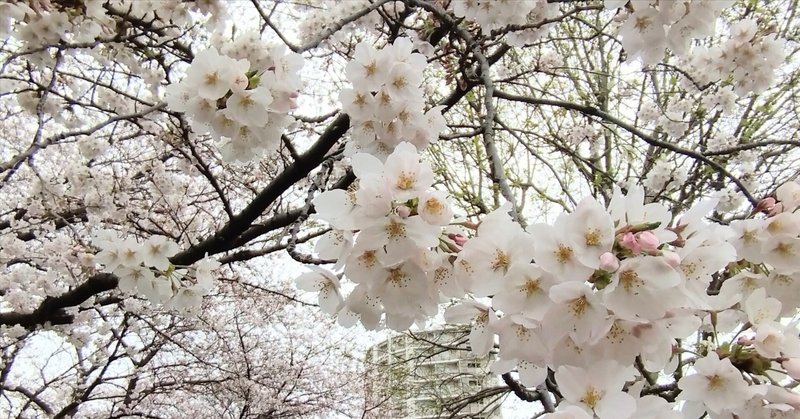 冬の寒さ戻り「花冷え」曇り空に満開の桜🌸