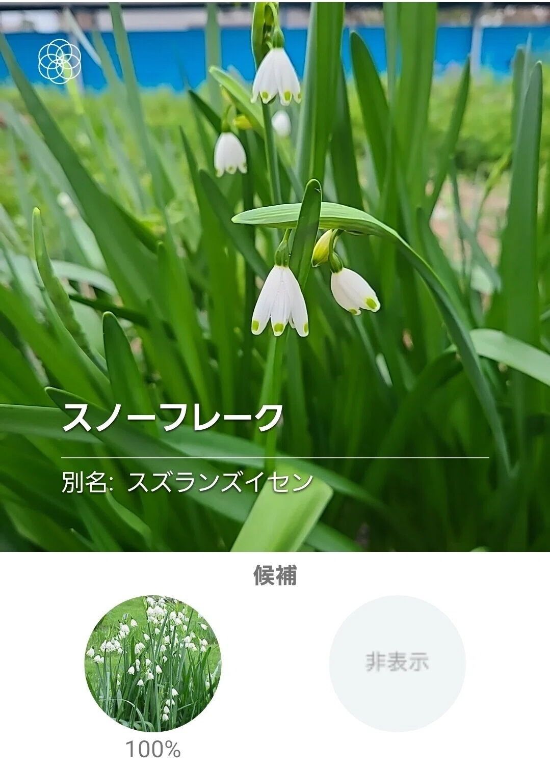 お散歩中によく花の写真を撮るのですが、スズランだと思って撮ったこの 