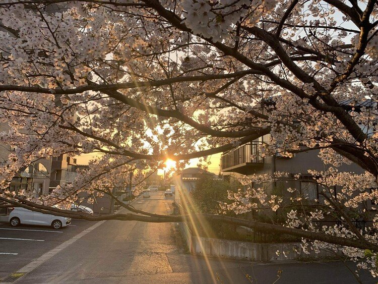 病院の帰り道の桜並木を散歩してきた