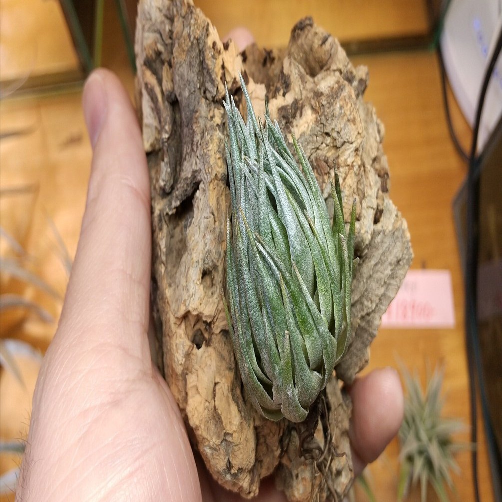 チランジア ウェルデルマニー チランジア ウェルデルマニー 現品