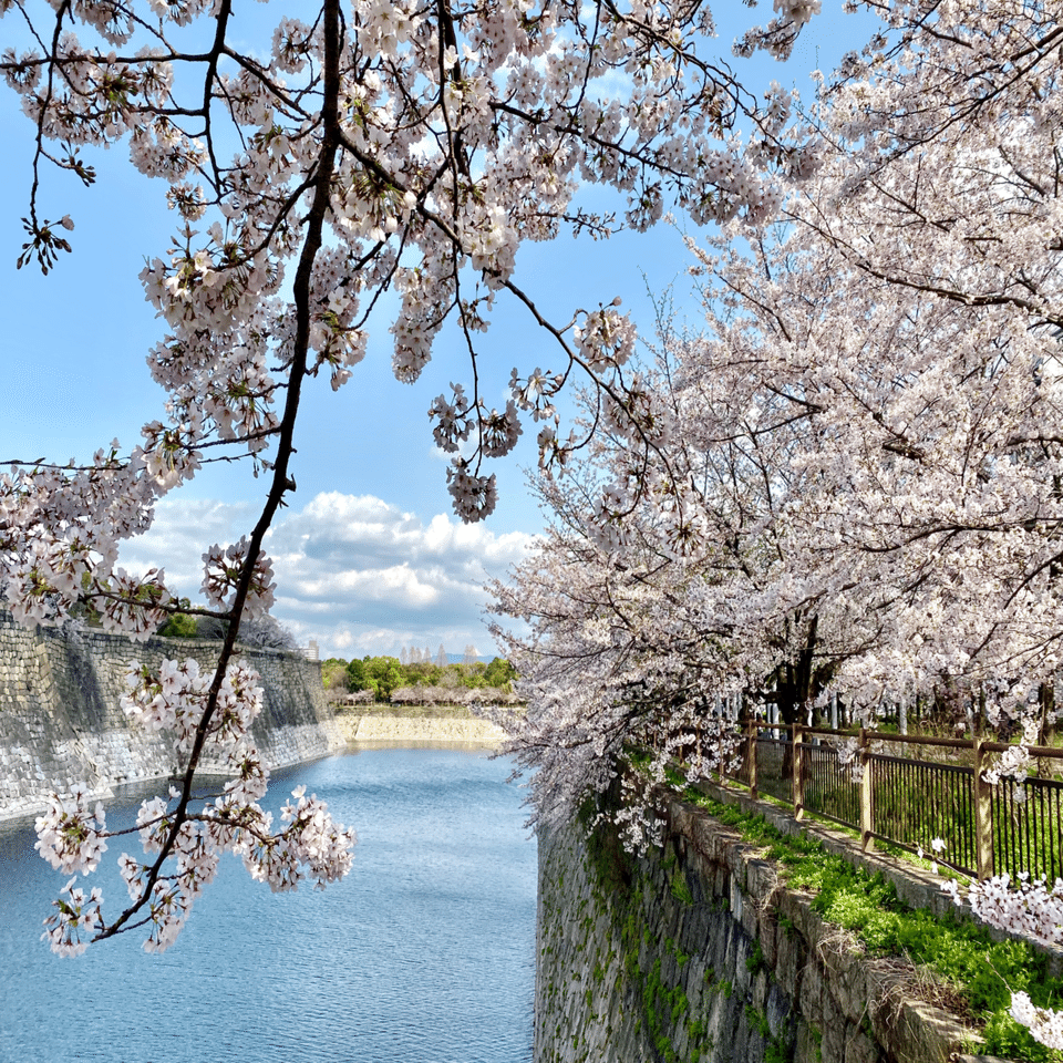 大阪城(公園)と桜、後編。｜いろ